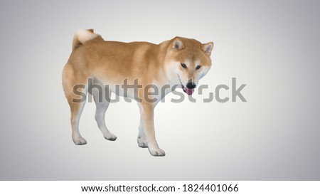 Red Shiba Inu Dog Walking on gradient background.
