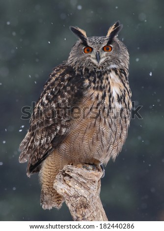 A Eurasian Eagle Owl (Bubo bubo) sitting a perch with snow falling in the background. 