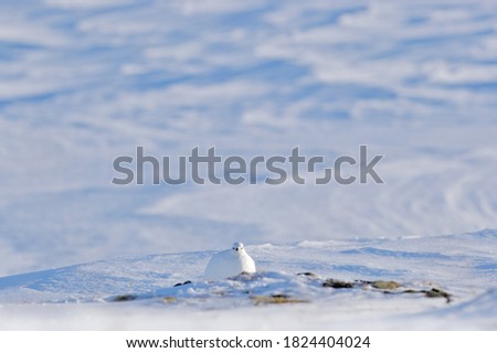 Ptarmigan, Lagopus mutus, white bird sitting in the snow, Norway. Cold winter, north of Europe. Wildlife scene in snow. White bird hidden in white habitat. White Rock Ptarmigan, winter habitat.