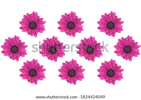 Flower, single pink magenta flower with dark purple and orange pollen in middle ,petals around in long ellipse shape with isolated and white background, clipping path. seamless and pattern 