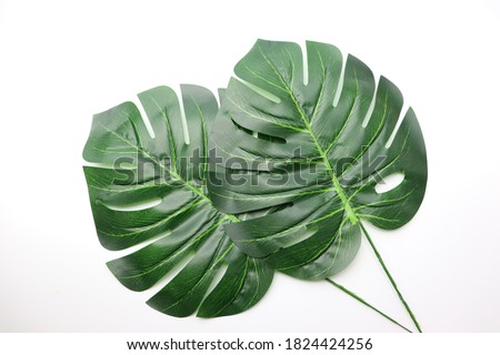 Top view photo of 2 green leaf isolated on white background.