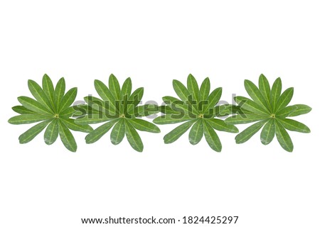 Seamless pattern nature freshness green leaves on white isolated background and clipping path, fabric pattern tissue concept.