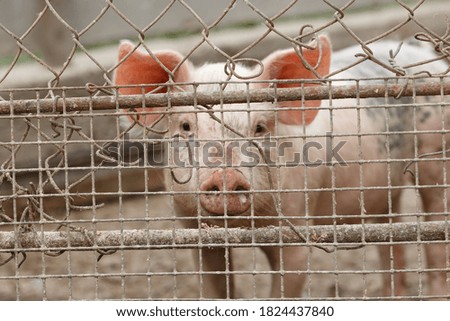 Pig on the farm. Dirty pig on the farm behind the net. One pink pig on the farm. Shallow depth of field. Depth of field focused on the grid.