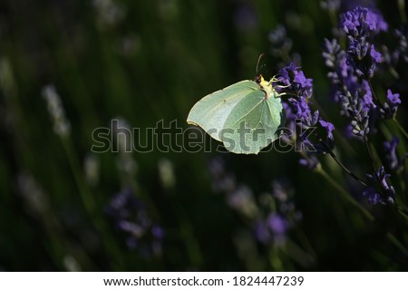 Beautiful butterfly in a lavender field, Italy