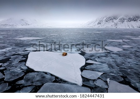 Walrus, lying on the ice, stick out from blue water on white ice with snow, Svalbard, Norway. Winter landscape with big animal. Arctic mountain landscape with walrus.