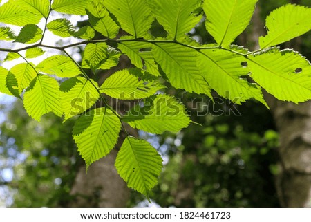 Beautiful green leaves in the sunshine on a thin branch