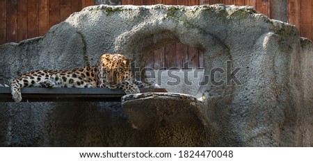 Portrait of a leopard in the zoo in the fresh air. Close-up of the animal.