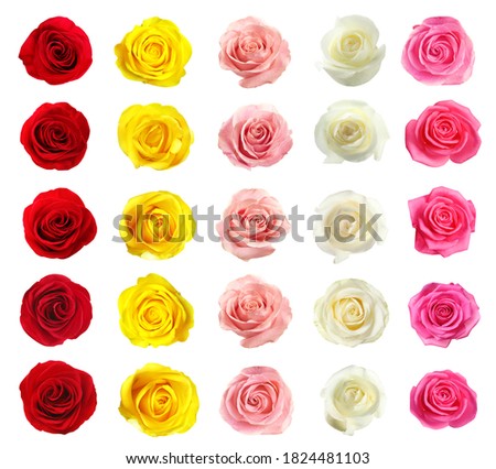 Set of different roses on white background