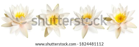 Set of beautiful lotus flowers on white background. Banner design  Royalty-Free Stock Photo #1824481112
