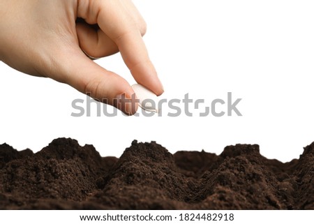 Woman putting pumpkin seed into fertile soil against white background, closeup. Vegetable planting