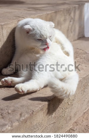 white scottish fold cat licks itself lying in the sun on stone steps
