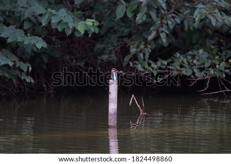 common kingfisher is on pole