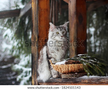 winter pictures with cats in nature