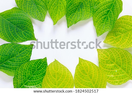 Green yellow leaves  isolated on a white background With copy space