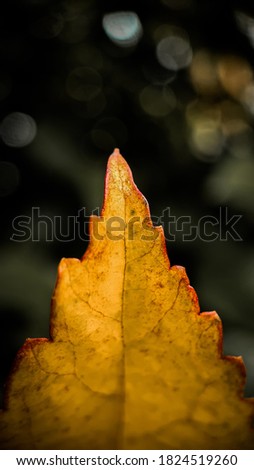 Tip of Hibiscus Leaf - Macro Click