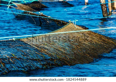 Commercial fishing net deployed in the ocean.