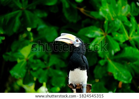 A picture of oriental pied hornbill waiting to be feed at Pangkor island during evening. It is medium size frugivore with a head-to-tail length of 55–60 cm and a wingspan of 23–36 cm.