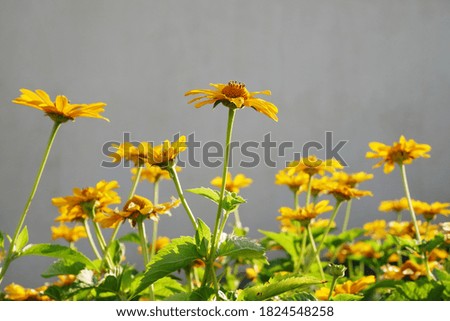 Yellow daisies on a black blurred background on a sunny day