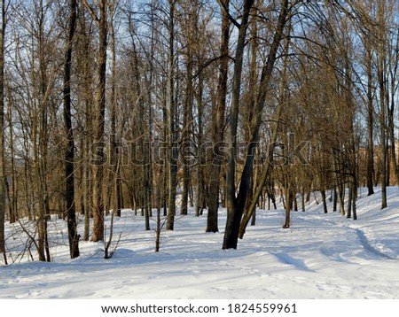 Magic winter forest with good frost