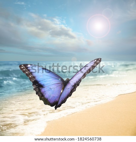 Beautiful butterfly flying over sandy beach near sea