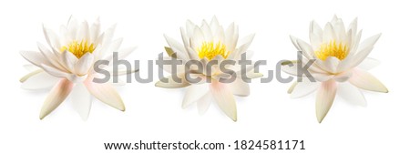 Set of beautiful lotus flowers isolated on white Royalty-Free Stock Photo #1824581171