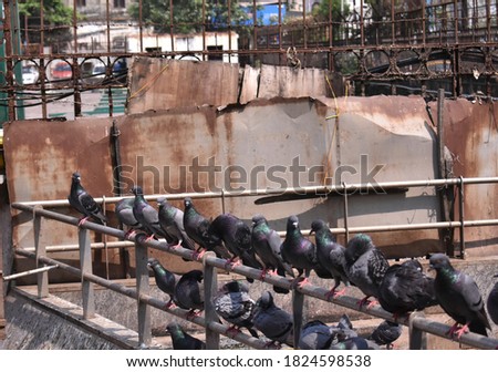 group of pigeon sitting in a road near a Temple