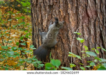 brown squirrel close-up sitting on a tree in the autumn forest