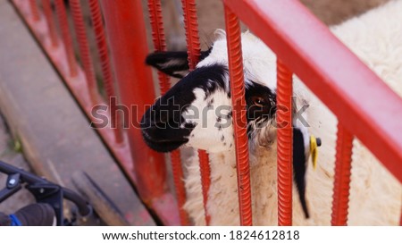 the face of a black and white goat protrudes from a red grate