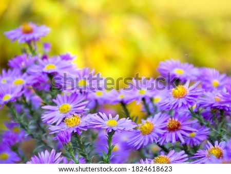Wild violet asters with dew on yellow autumnal background with space for text. Aster amellus, michaelmas daisies, aster alpinus, alpine aster, blue alpine daisy