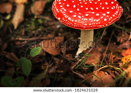 Amanita poisonous mushroom, with a bright red cap, against the background of lazy vegetation, close-up. 