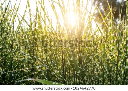 Scenic view Miscanthus Sinensis Strictus Zebrinus leaves in home backyard ornamental garden with green grass lawn and backlit sun lights background. Gardening watering landscaping design concept