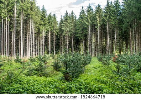 Reforestation through replanting in mixed forest Royalty-Free Stock Photo #1824664718