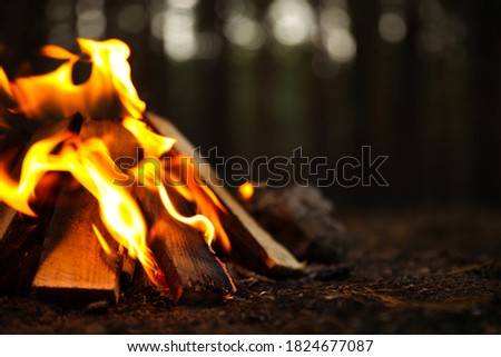 Beautiful bonfire with burning firewood in forest, closeup. Space for text