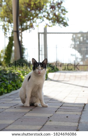 Black and white feral cat on pavement background. Outdoor abandoned animal.