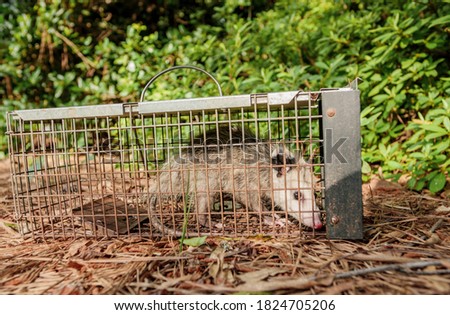  trapped opossum marsupial. Pest and rodent removal cage. Catch and release wildlife animal control service.