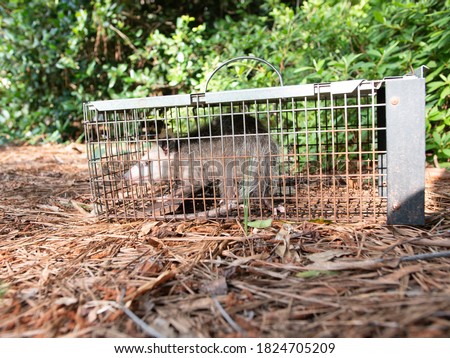 Possum in live humane trap. Trapped opossum marsupial. Pest and rodent removal cage. Catch and release wildlife animal control service.