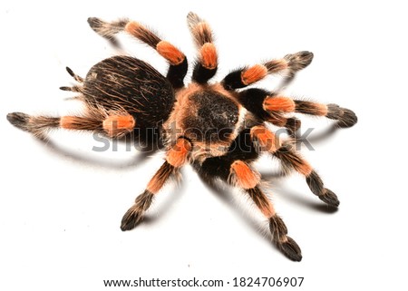 Closeup picture of colourful adult female of Mexican Red-Knee tarantula spider Brachypelma smithi (Araneae: Theraphosidae), photographed on white background.
