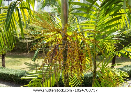 tropical plant in Thailand, use as a backdrop