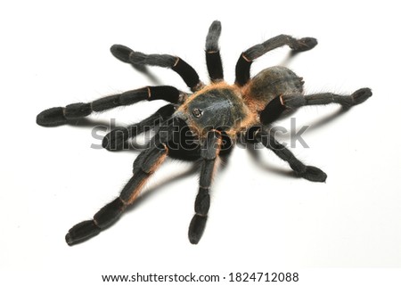 Closeup picture of adult female of Thailand golden fringe or Thai Black tarantula spider Ornithoctonus aureotibialis (Araneae: Theraphosidae), photographed on white background