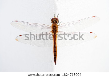 beautiful dragonfly on a white background
