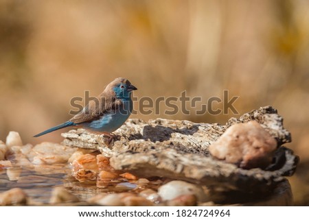 Blue-breasted Cordonbleu in water pond in Kruger National park, South Africa ; Specie Uraeginthus angolensis family of Estrildidae