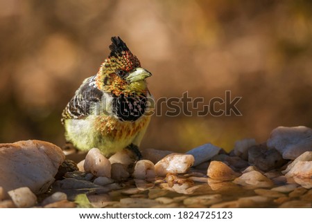 Crested Barbet standing at waterhole in Kruger National park, South Africa ; Specie Trachyphonus vaillantii family of Ramphastidae