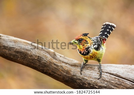 Crested Barbet standing on a log in Kruger National park, South Africa ; Specie Trachyphonus vaillantii family of Ramphastidae