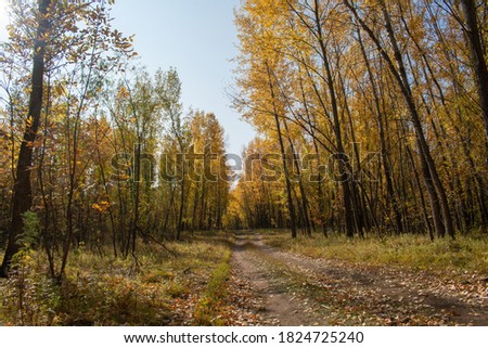 road in the autumn Sunny forest