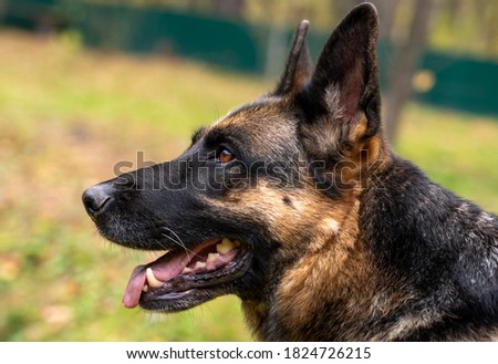 Loyal friend - German Shepherd close up, portrait