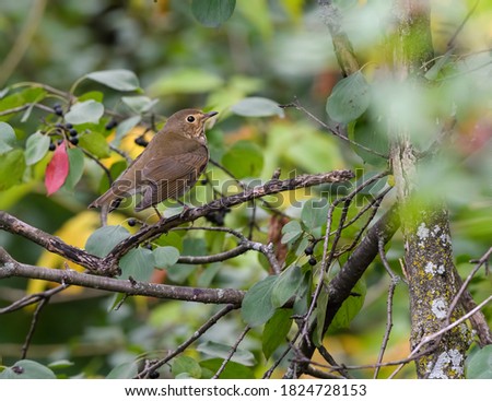 Swainson's Thrush Foraging in Fall Royalty-Free Stock Photo #1824728153