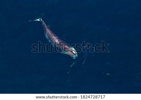 A North Atlantic right whale with five dolphins around the head in Stellwagen Bank National Marine Sanctuary. Royalty-Free Stock Photo #1824728717