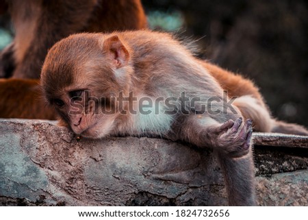 Sad monkey photo shot on Swoyambhunath , Kathmandu, Nepal.