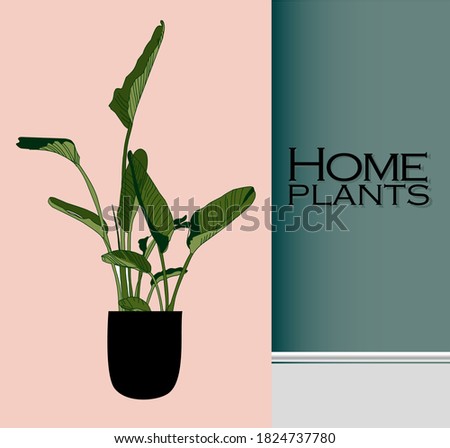 Modern trendy plants in the interior. The concept of gardening and plant cultivation.