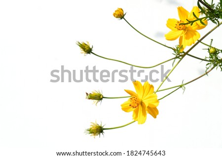 Yellow cosmos flowers on a white background.